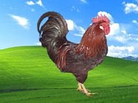 pic for XP chicken
